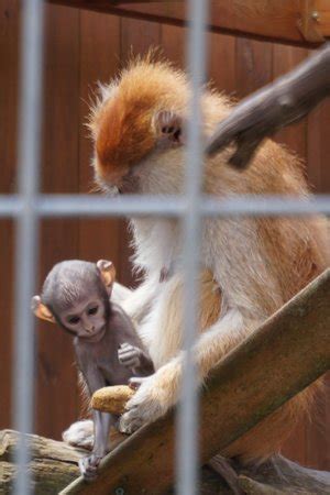 Baby Patas Monkey