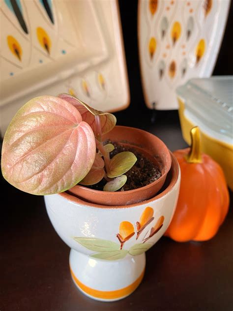My teeny tiny Harmony’s Great Pumpkin. : peperomia