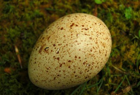 dont  eat turkey eggs modern farmer