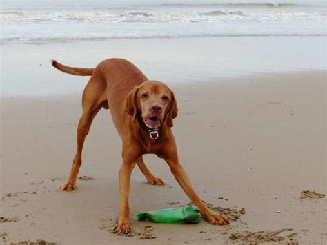 How Aggressive Are Vizslas? Tips, Temperament & FAQs – Pet Arenas