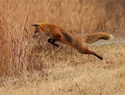 Fox jump | Pet fox, Animals beautiful, Jumping fox
