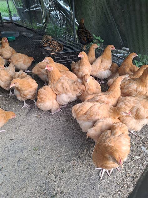 CHICKENS FOR SALE BUFF ORPINGTONS | Livestock | Gumtree Australia Logan