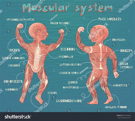 Human Muscular System Kids Vector Color Stock Vector (Royalty Free ...
