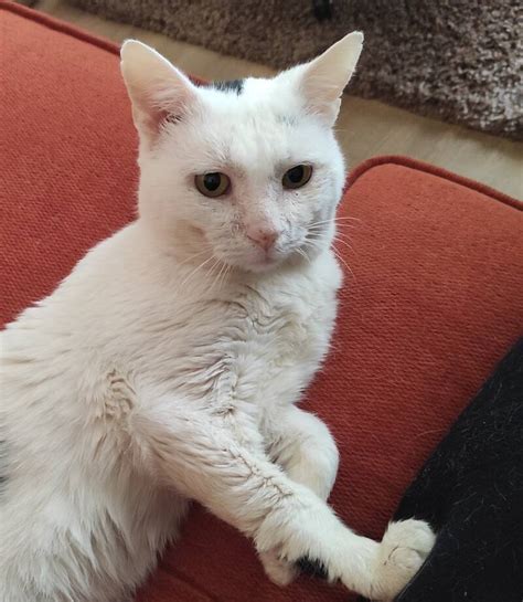 Бяло коте на 5 години търси дом - Враца - Purrs BG