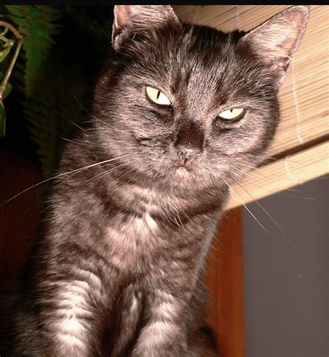 evil cat  tomlw  deviantart