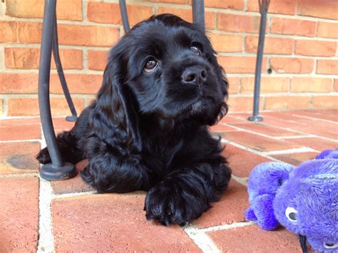 Mini Black Cocker Spaniel
