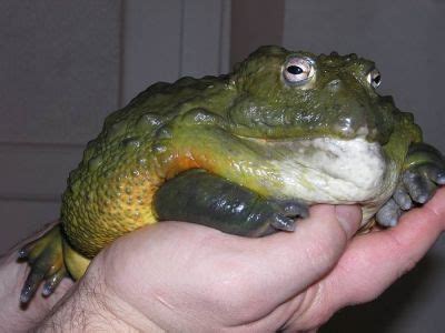 Африканская лягушка-бык (Pyxicephalus adspersus). Клуб любителей ...