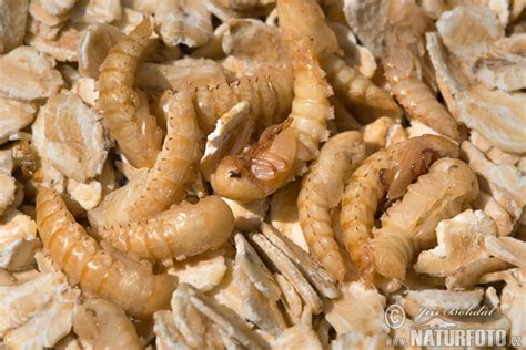 Tenebrio molitor Pictures, Yellow Mealworm Images, Nature Wildlife ...