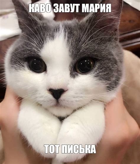 Создать мем "миленькие котики, няшные котики, няшный кот" - Картинки ...
