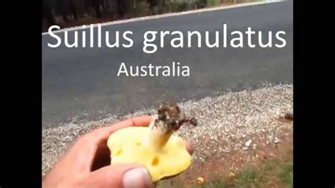 Suillus granulatus - YouTube