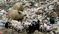 Екологични Новини - Eco News: Април 2008