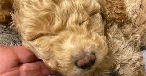 Lofty Lowlands Pups - Lagotto Romagnolo x Poodle puppies., responsible ...
