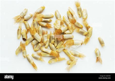 Medicinal plant cornflower centaurea cyanus seed Stock Photo - Alamy