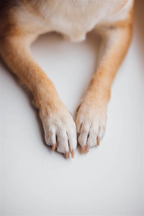 Paws Photos, Download The BEST Free Paws Stock Photos & HD Images