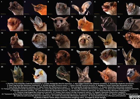 bat diversity collage  bryan bongey    bat dive flickr