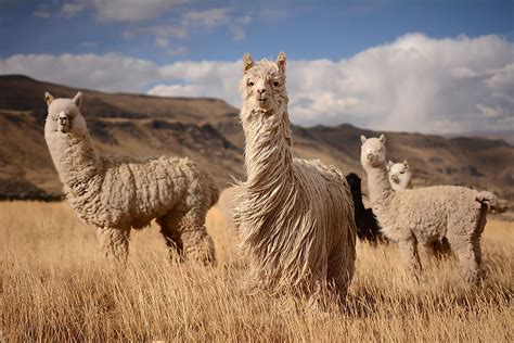 Where Do Alpacas Live? - WorldAtlas