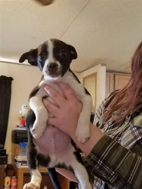 Chug dog for Adoption in Midland, TX. ADN-467139 on PuppyFinder.com ...