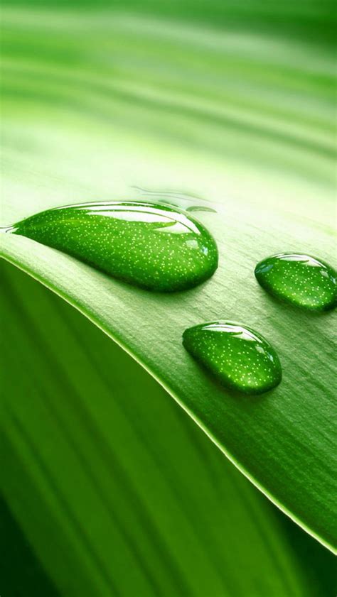 HD Phone Wallpapers Nature - WallpaperSafari