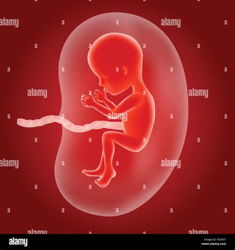 fetus  utero stock vector images alamy