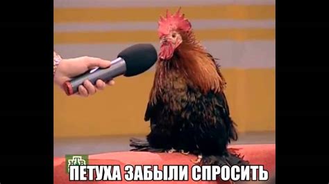 Петуха забыли спросить - YouTube