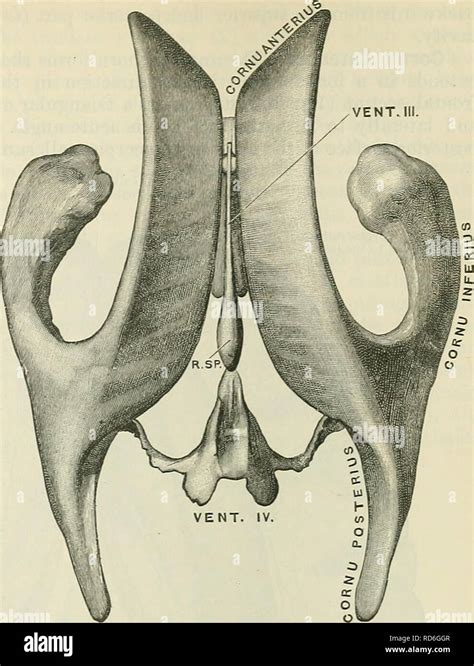 Anterior horns of lateral ventricle hi-res stock photography and images - Alamy