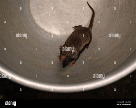 Shrew in asia hi-res stock photography and images - Alamy