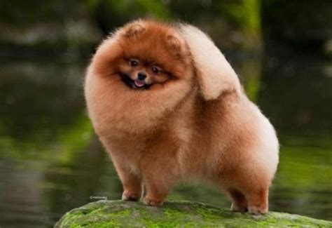 Shar Pei|Pomeranian|Bichon Frise Dogs Or Puppies for sale in South ...