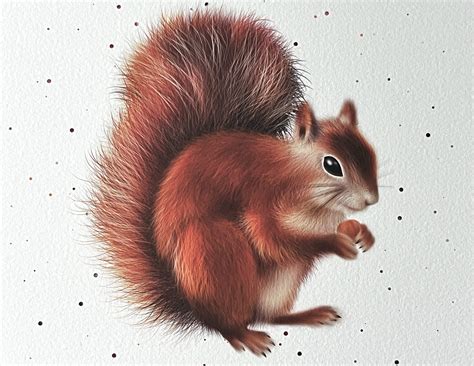 Red Squirrel Art Print - Isle of Wight Red Squirrel Trust