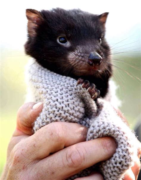 tasmanian devil australia  bred  barrington tops
