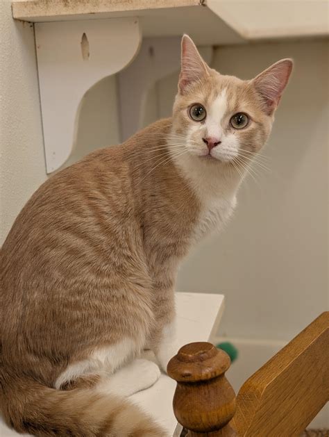 Chattanooga - Adoptable Pet | Petfinder | Petfinder