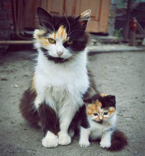 32 Mother & Baby Animal Photos to Make Your Heart Melt