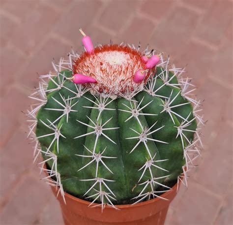 Melocactus violaceus