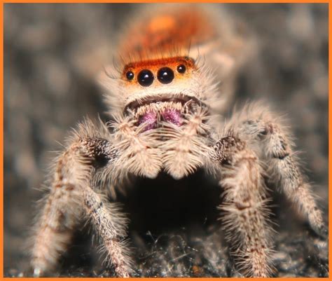regal phidippus regius everglades orange morph jumping spider