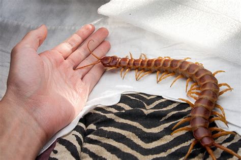 Гигантская сколопендра (Scolopendra gigantea): masterok