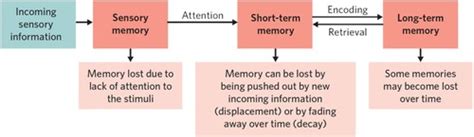 5A Atkinson-Shiffrin multi-store model of memory Flashcards | Quizlet
