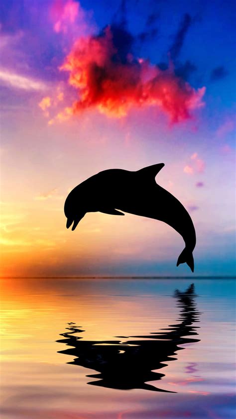 [100+] Dolphin Wallpapers | Wallpapers.com