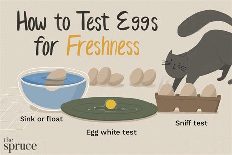 Testing For Freshness Of Eggs Science Sensory Checks And Why It Matters For Safety And Quality