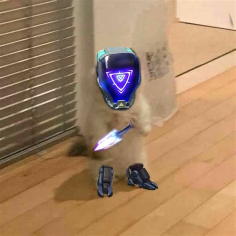 kayo valorant cat | Animali, Animali belli