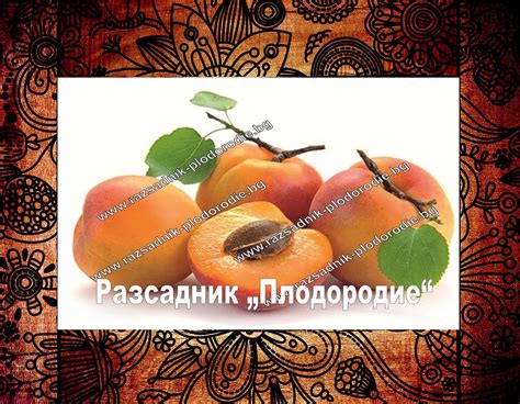 Кайсии - Разсадник Плодородие