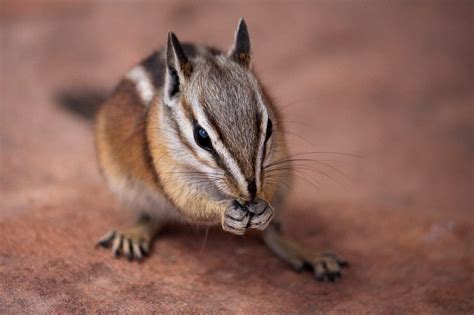 10 Fun Facts About Chipmunks - Discover Walks Blog