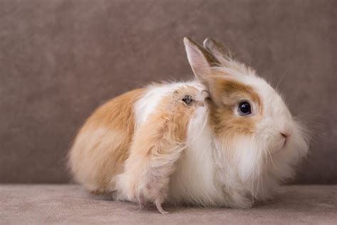 Raising Angora Rabbits for Wool: The Ultimate Guide – Angora Rabbits