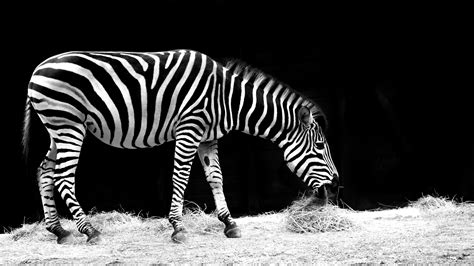 grey scale photo of zebra free image | Peakpx