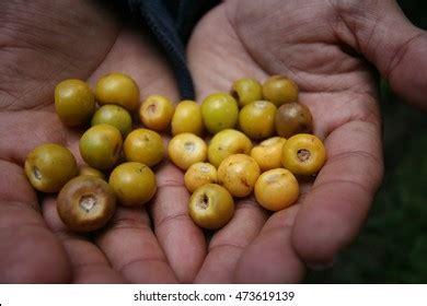 nancite royalty  images stock  pictures shutterstock