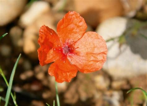 The six varieties of poppy every gardener needs to know - Country Life