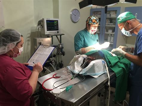Bezpečná anestezie Safety+ | Moderní veterina na Praze 4 - Veterinární ...