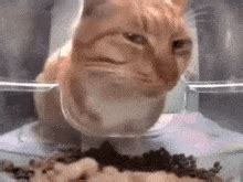 Cat кошка GIF – Cat Кошка Обида – Ищите GIF-файлы и обменивайтесь ими