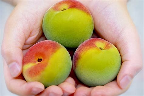 japanese sour plum fruit squares ume