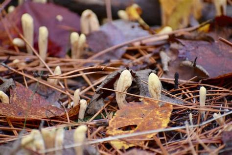 The Real Risk of Cordyceps - Urban Spore Mushrooms