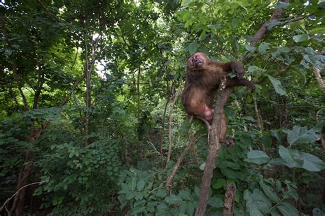 Stump-Tailed Macaque | Sean Crane Photography