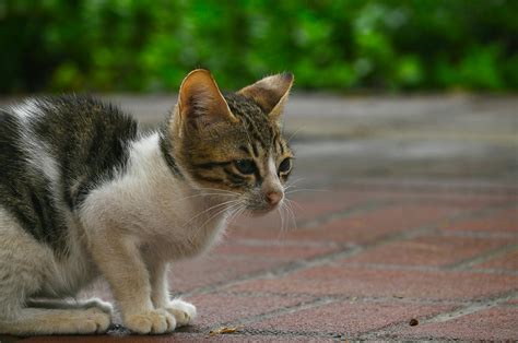 cartoon cat wallpapers  desktop